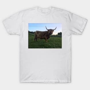 Scottish Highland Cattle Cow 1772 T-Shirt